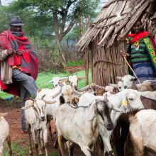 Borana family