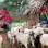 Borana family